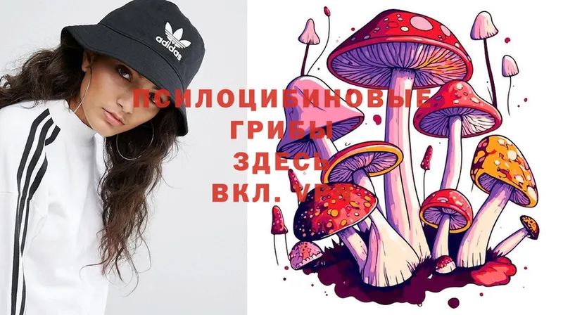 Псилоцибиновые грибы Psilocybe  Минусинск 